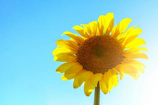 Close up photo of a sunflower on a blue background.