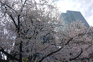 Long-lived or short-lived cherry blossoms—How I feel helplessly “Japanese”