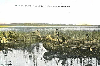 https://ojibwe.lib.umn.edu/collection/indians-harvesting-wild-rice