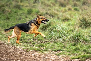 On a hot August morning, daydreaming of running in October with a great dog