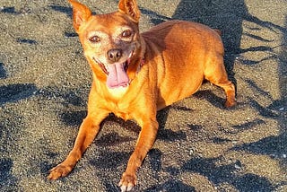 Happy dog lays on the black sand beach, right before sunset, in the golden hour.