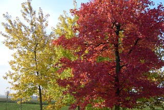 L’albero: simbolo sacro e profano