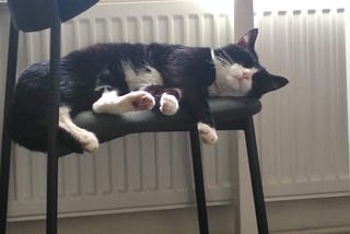 A large black and white cat sprawling on a dining chair. All of his paws are over the edge of the chair, but he is fast asleep and very relaxed.