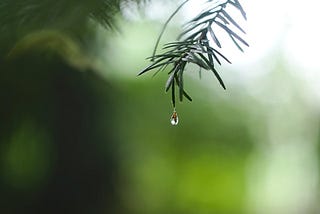 Dew on green leaf