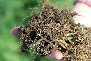 Bodengesundheit und die ökologische Heilung: Landwirtschaftliche Lösungen mittels…