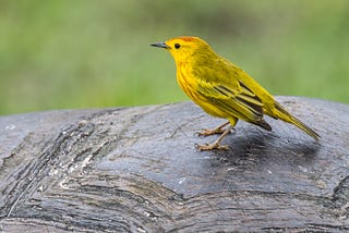 Traffic Noise Provokes ‘Road Rage’ In Male Galápagos Warblers