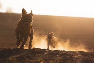 Two emotional support dogs running in the sun.