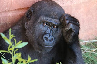 Photo by Rob Schreckhise on Unsplash — A gorilla thinking