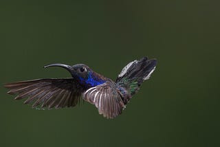 The Blue Hummingbird