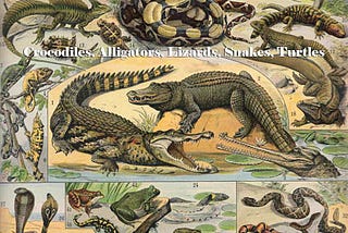 Reptiles — Crocodiles, Alligators, Lizards, Snakes, Turtles