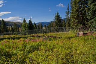 visiting the wolf kennels in Yellowstone NP