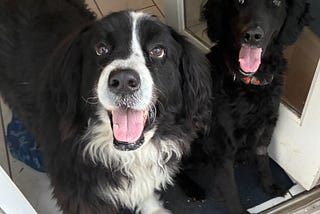 Why Do We Love Dogs As Much As We Do?