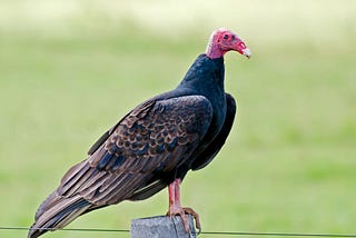 Homemaking and housekeeping are the premier arts of civilization