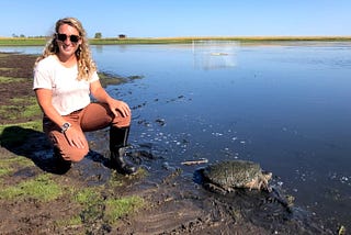 Crew member sits near giant snapping turtle in a wetland