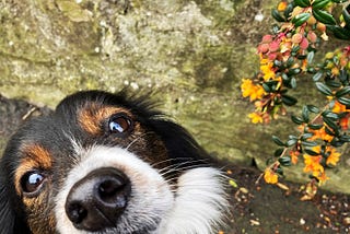 PupperJack Bestirs Himself to Rival Spring Blossoms