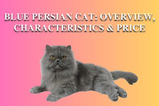 Blue Persian Cat Overview, Characteristics & Price