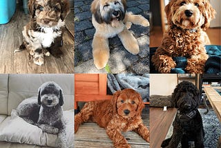 Labradoodle Coat Colors