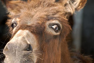 Democrats Passed Two of Three Test in the Mid-terms: So why the Long Faces?