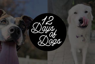 12 Days of Dogs
