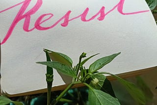A square of white paper with “Resist” written in pink marker. There is a pepper plant in the foreground, underneath the written word