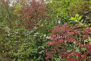 This Week’s Walks