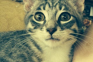 Gray teenage kitten. Shorthair cat.