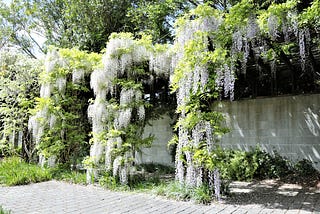 Wisteria is a Thing of Rare Beauty.