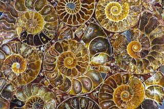 ammonite collage