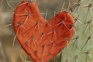 Prickly-pear cactus with a red heart-shaped pad
