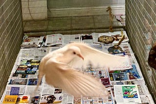 Photo of a white dove in flight in our flight cage