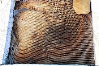 Bees in Your Roof? Here’s What’s Really Going On