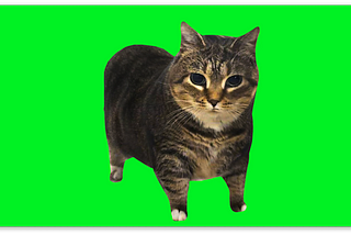 OIIAOIIA CAT with Details 60fps 4k Green Screen
