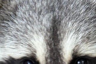 The head and only the eyes of a raccoon looking at you.