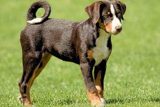 The Versatile Appenzeller Sennenhund: From Farmhand to Family Protector.