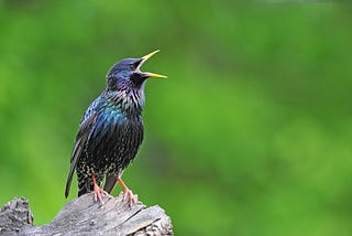 Starlings, pest species for agriculture, monitored with new technology