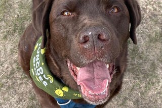 Labrador Love: Unleashing The Power Of Positive Reinforcement Training