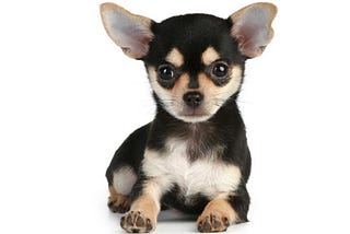 Size of a Chihuahua: Unveiling the Tiny Breed-chihuacorner.com