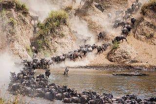 Kenya Wildebeest Migration Safari and Discovery Journeys