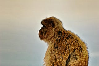 The head and shoulders of a shaggy macaque monkey in profile.