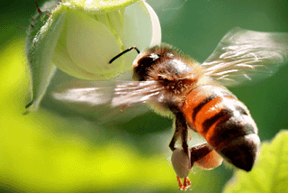 3D-Printed Hive Could Be A Life Saver For Honey Bees