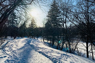a winter scene of trees, sun and snowy walkingpath