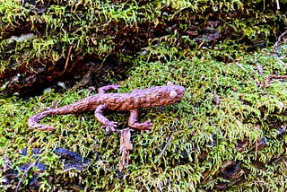 Discovering Muir Woods: Salamanders