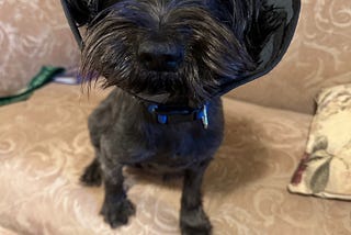 Photo of of small Maltese mix dog sitting up black furred, dark eyes looking at me, soft cone around her head to protect her due to being recently spayed