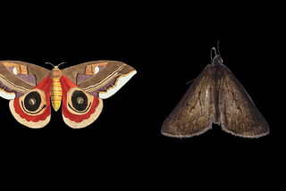Bumbled With Moths!