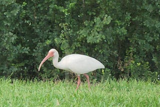 White ibis walking in green grass past a dark green bush.