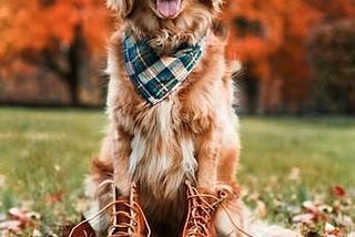 When does my dog get older?