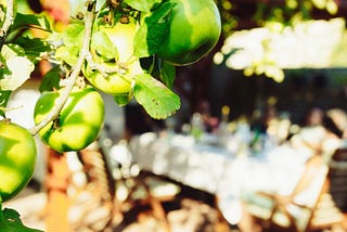 Photo of Granny Smith apples.