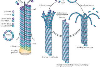 On Microtubules and 2018 goals