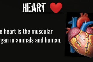 Human Heart