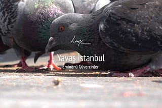 Yavaş İstanbul — Eminönü Güvercinleri